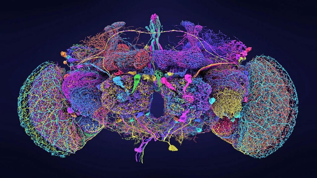دماغ کے نیورونز اور کنکشنز کا تفصیلی نقشہ، سائنسدانوں کی بڑی کامیابی
